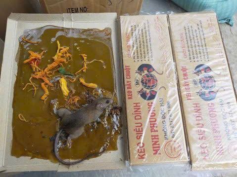 SET 05 HỘP KEO DÍNH CHUỘT SỬ DỤNG NHIỀU LẦN